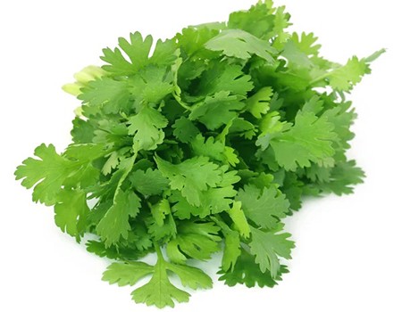 Coriander Leaves